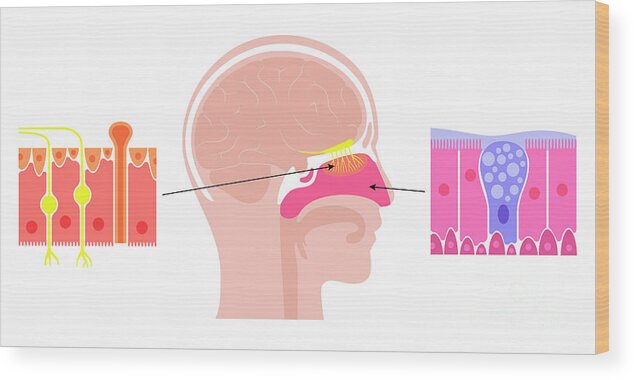 Nasal Wood Print featuring the photograph Nasal Cavity Anatomy by Pikovit / Science Photo Library