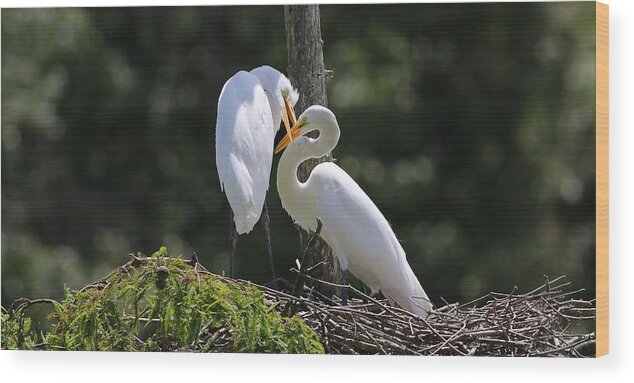 Juvenile Great Egret Wood Print featuring the photograph Shut Up by Carol Montoya