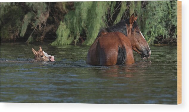 Stallion Wood Print featuring the photograph Sink or Swim. by Paul Martin