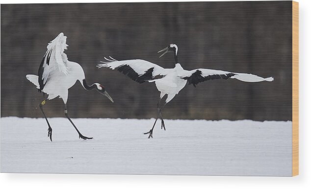 Japan Wood Print featuring the photograph Snow Dance by C.s.tjandra