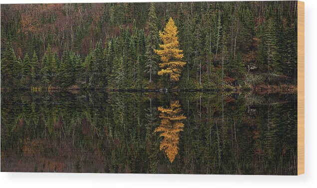 Canada Wood Print featuring the photograph Tamarack Defiance by Doug Gibbons