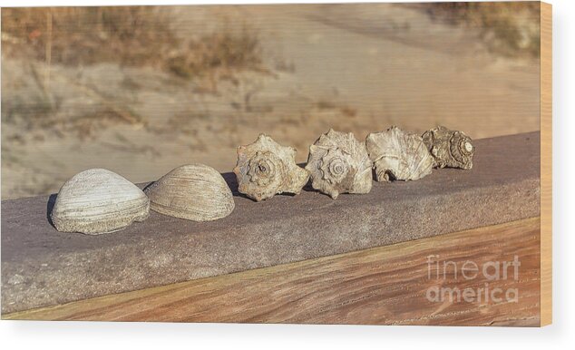 Beach Wood Print featuring the photograph The Shell Collection by Kathy Baccari