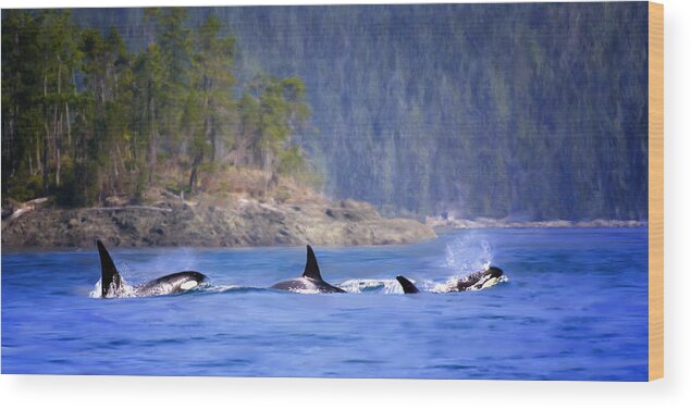 Orca Whales Wood Print featuring the painting Triple Play - Orca Whales by Jeanette Mahoney