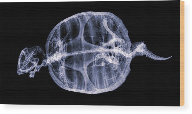 Kansas Wood Print featuring the photograph Turtle mummy 01 by Rob Graham