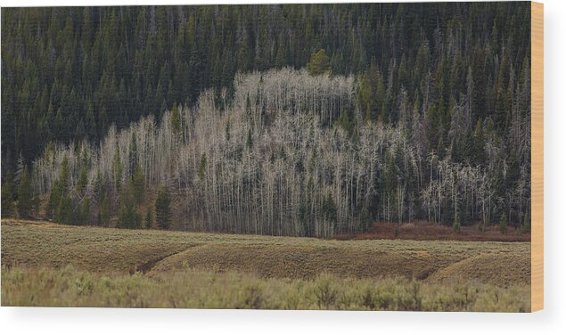 Trees Wood Print featuring the photograph White aspen trees, Wyoming by Julieta Belmont