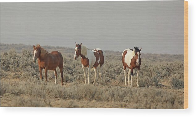 Mustangs Wood Print featuring the photograph 2021 Healthy Mustangs by Jean Clark