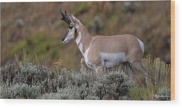 Pronghorn Wood Print featuring the photograph Autumn Pronghorn. by Paul Martin