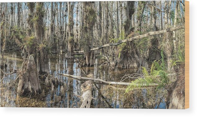 Big Cypress National Preserve Wood Print featuring the photograph Big Cypress Wilderness by Rudy Wilms