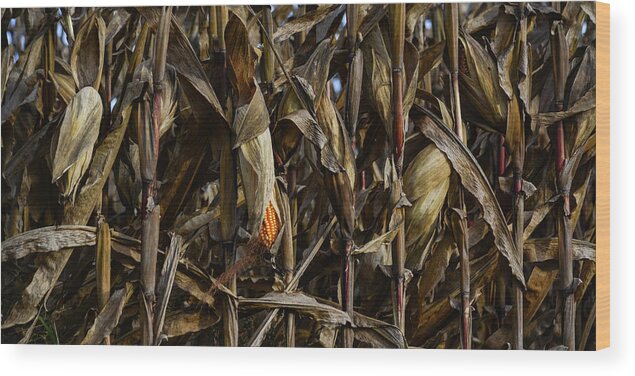 Corn Wood Print featuring the photograph Cornfield Study by Tana Reiff