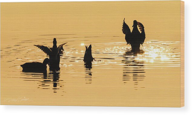Ducks Wood Print featuring the photograph Dancing Ducks by Stacey Sather