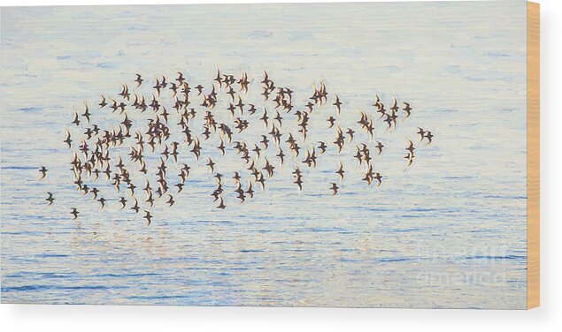 Calidris Alpina Wood Print featuring the digital art Dunlin Flock by Liz Leyden