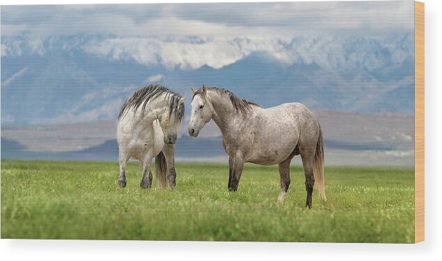 Stallion Wood Print featuring the photograph Great Basin Stallions. by Paul Martin