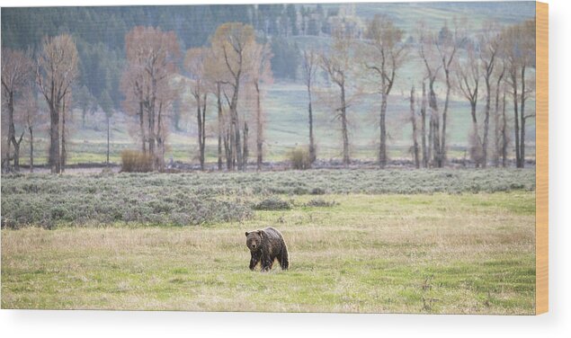 Grizzly Bear Wood Print featuring the photograph Grizzly on the Valley Floor by Max Waugh
