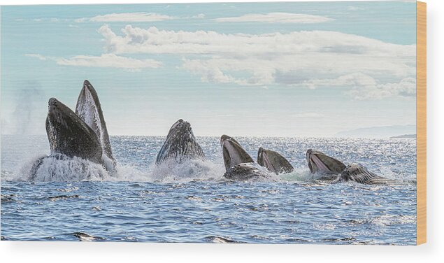 Whale Wood Print featuring the photograph Humpbacks in a Row by Michael Rauwolf