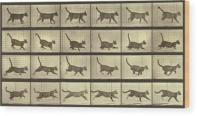  Wood Print featuring the photograph Motion Study, Running Cat by Eadweard J Muybridge