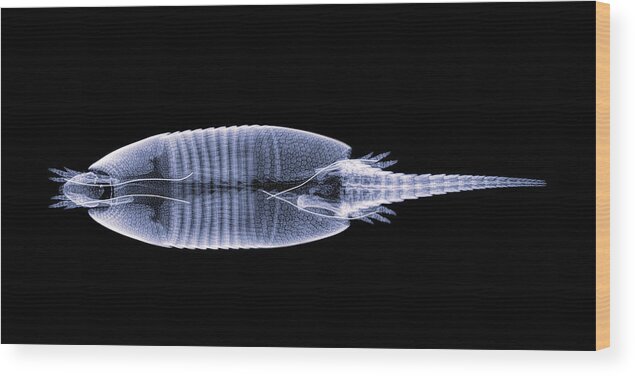 Mammal Wood Print featuring the photograph Nine-banded Armadillo body-1 by Rob Graham