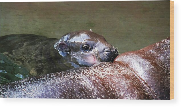 Hippo Wood Print featuring the photograph Pygmy Hippo LP 3A by Sally Fuller