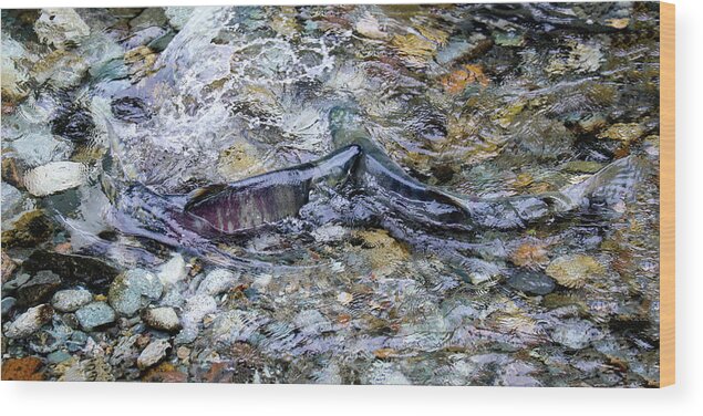 Salmon Wood Print featuring the photograph Salmon 7A by Sally Fuller