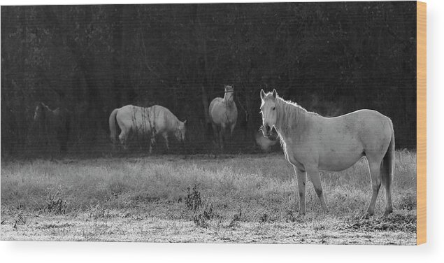 Shawnee Wood Print featuring the photograph Shawnee Herd by Holly Ross