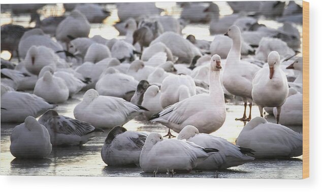 Snow Geese Wood Print featuring the photograph Snow Geese On Ice by Rebecca Herranen