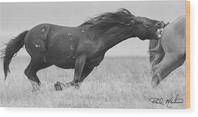  Wood Print featuring the photograph Stallion Chase B and W. by Paul Martin