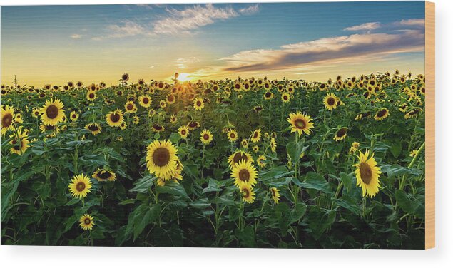Sunflowers Wood Print featuring the photograph Sunburst Sunset - Pano by Harold Rau
