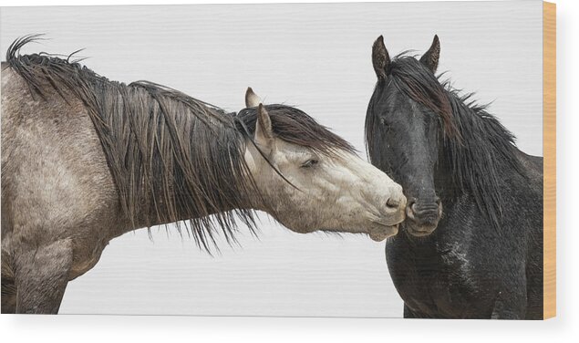 Wild Horses Wood Print featuring the photograph Test by Mary Hone
