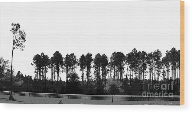 Trees Wood Print featuring the photograph The Trees by Neala McCarten