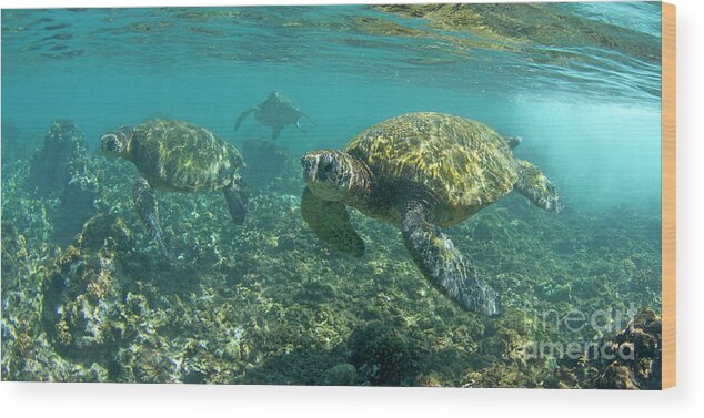 Turtle Wood Print featuring the photograph Three Turtles by David Olsen