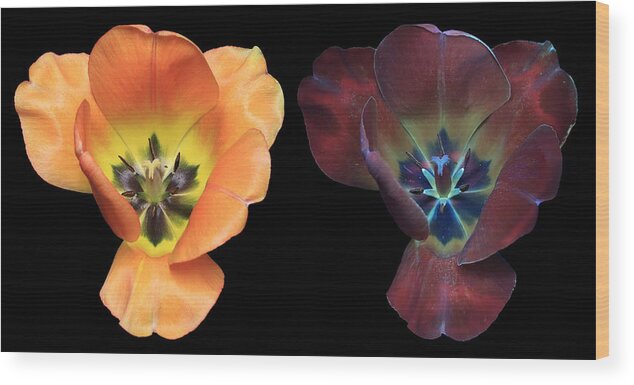 Tulip Wood Print featuring the photograph Tulip3 Compare by Shane Bechler