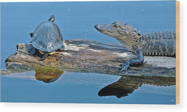 Turtle Wood Print featuring the photograph Turtle and Gator Share a Log by WAZgriffin Digital