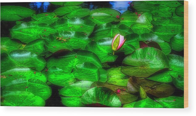 Water Lily Wood Print featuring the photograph Water Lily, Owensboro Botanical Garden by Wendell Thompson