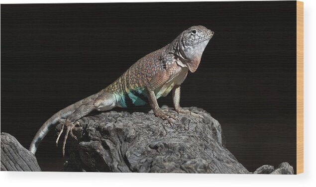 Zebra Lizard Wood Print featuring the photograph Zebra Lizard by Paul Martin