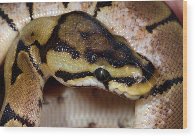 Reptile Wood Print featuring the photograph Spider Royal Python by Nigel Downer