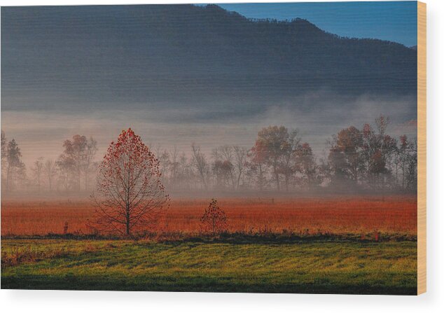 Tree Wood Print featuring the photograph The Valley by Dave Bosse
