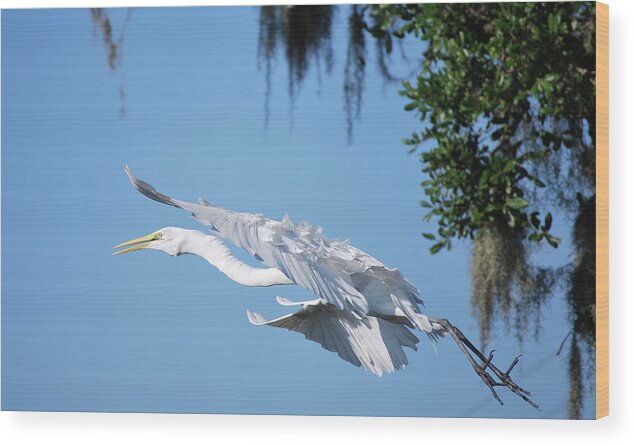 Heron Wood Print featuring the photograph Great White Heron by Bill Hosford