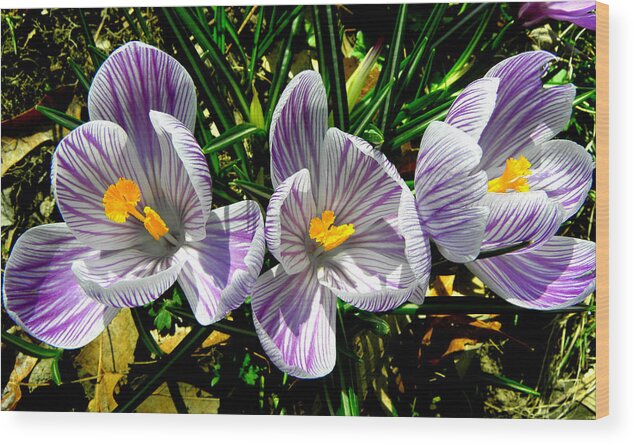 Purple Wood Print featuring the photograph Triplets In Stripes by Kim Galluzzo Wozniak