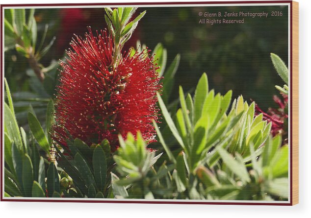 Plant Wood Print featuring the photograph Bottle Brush by Glenn Jenks