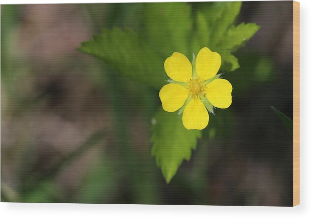Flower Wood Print featuring the photograph Yellow Wildflower by Mary Bedy