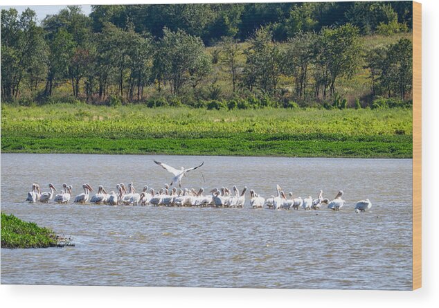 Pelicans Wood Print featuring the photograph Landing Zone by Linda James