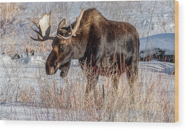 Grand Teton National Park Wood Print featuring the photograph Moose in the Willows, Grand Tetons by Marcy Wielfaert