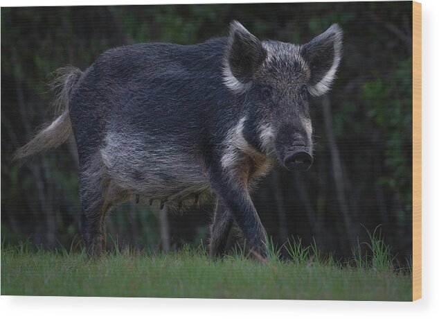 Hog Wood Print featuring the photograph Wild Boar 2 by Larry Marshall