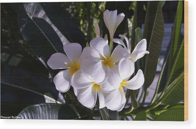  Wood Print featuring the photograph Plumeria by Gornganogphatchara Kalapun