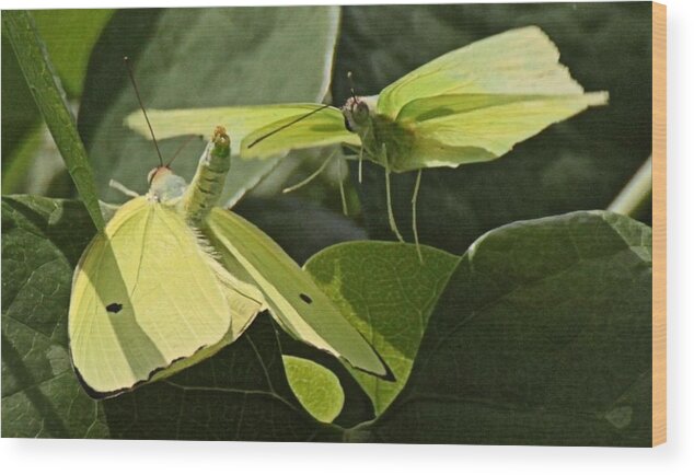 Butterfly Wood Print featuring the photograph Butterfly Love #1 by Dart Humeston