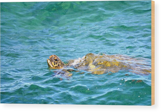Hawaii Wood Print featuring the photograph Honu Hawaiian green sea turtle #2 by Lehua Pekelo-Stearns