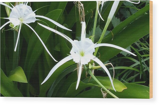 Green Floral With Tropical White Blooms Wood Print featuring the photograph Tropical Paradise #2 by Shawn Hughes