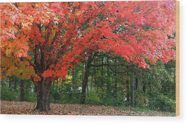 Fall Wood Print featuring the photograph Fall Explosion of Color #20 by Kenny Glover