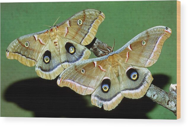 Polyphemus Moth Wood Print featuring the photograph Polyphemus Moths #4 by Millard H. Sharp