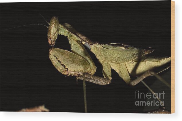 Mantis Wood Print featuring the photograph Praying mantis #4 by Mareko Marciniak