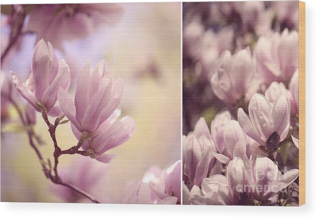 Magnolia Wood Print featuring the photograph Magnolia Flowers #5 by Nailia Schwarz